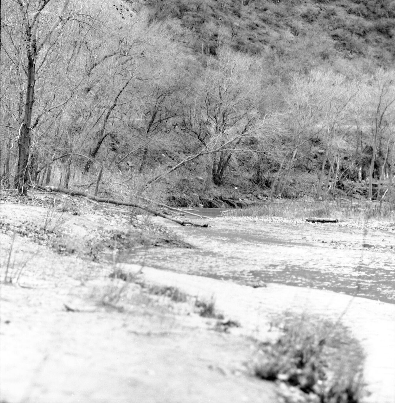 Beaver work along Virgin River near Weeping Rock southeast of Angels Landing. [Nearly identical to: ZION 8836 (negative number 2591c).]