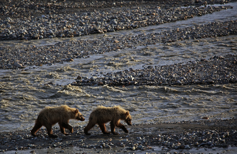 two bears walk along a shallow, silty river