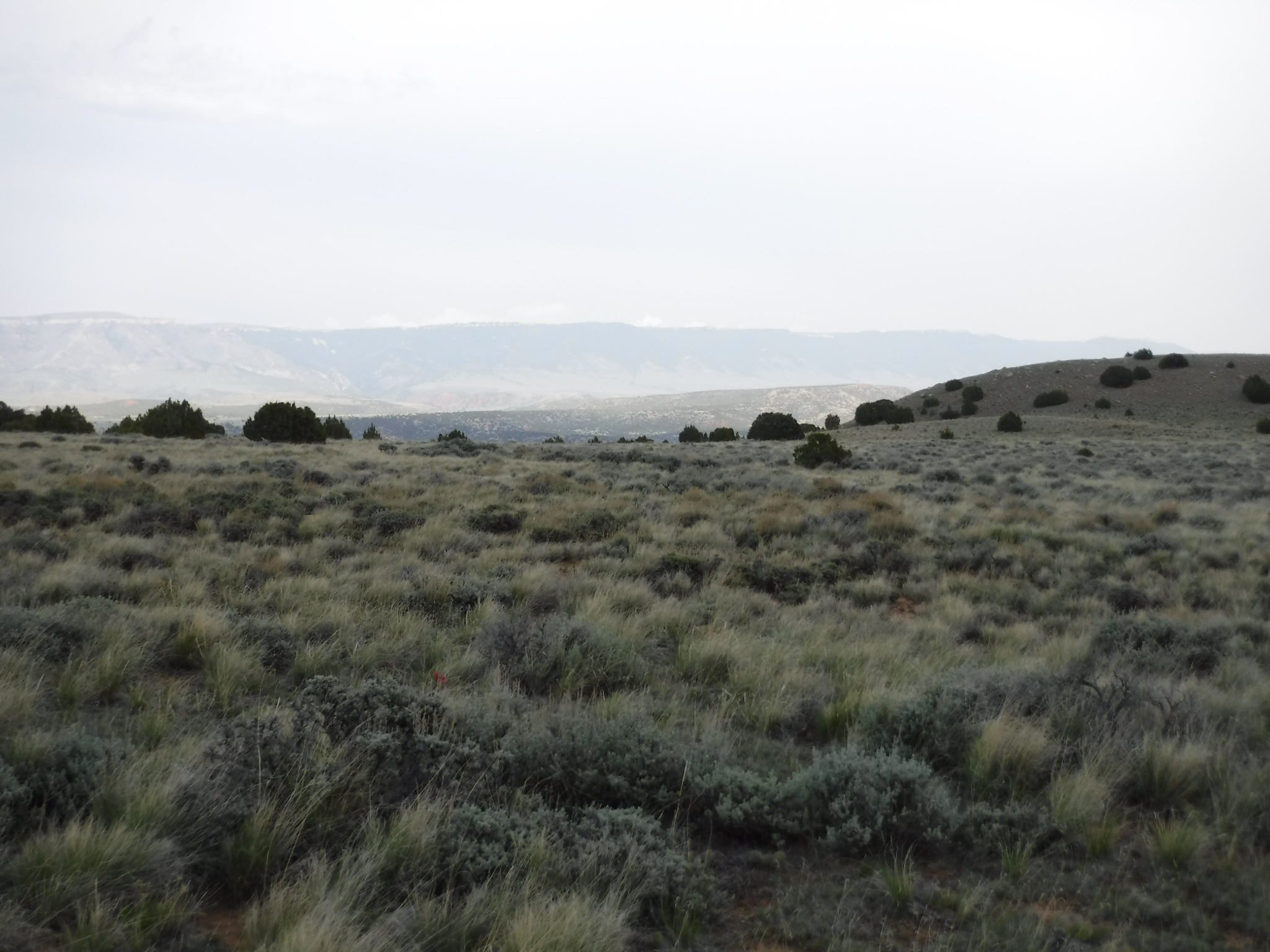 Image of the vegetation and landscape at photo point in Bighorn Canyon NRA 