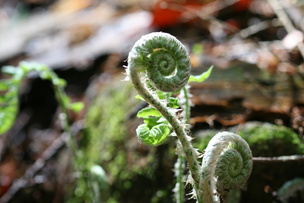 fiddlehead fern