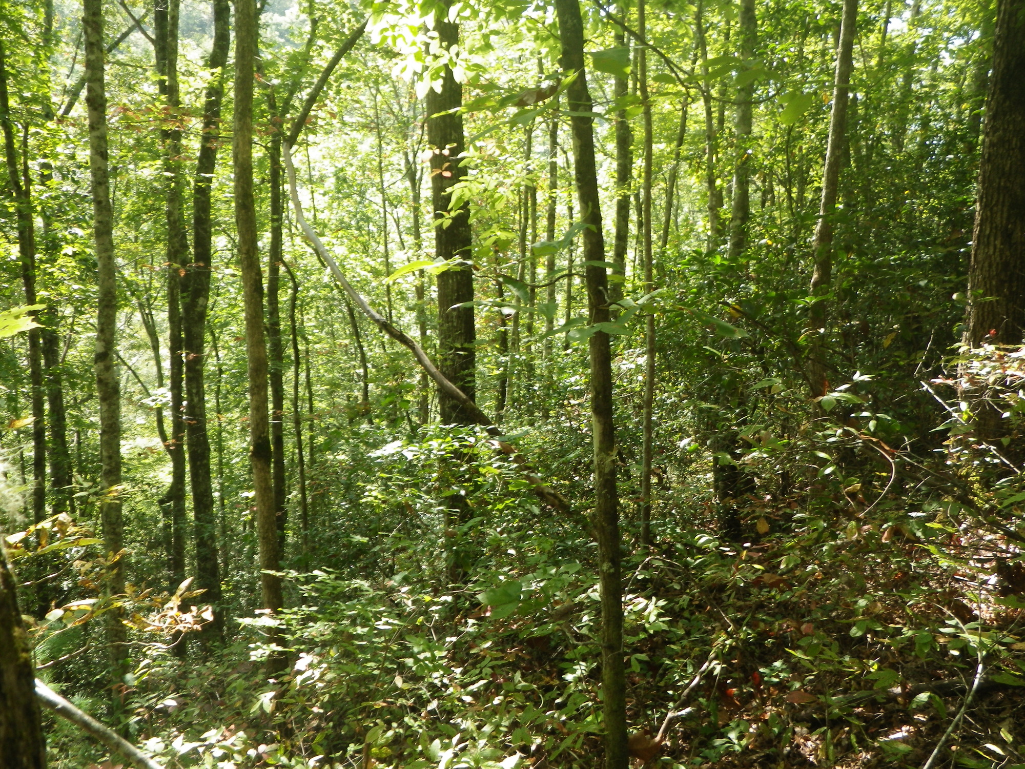 GRSM Accuracy Assessment. Plot Code: GRSM_AA_0118_4