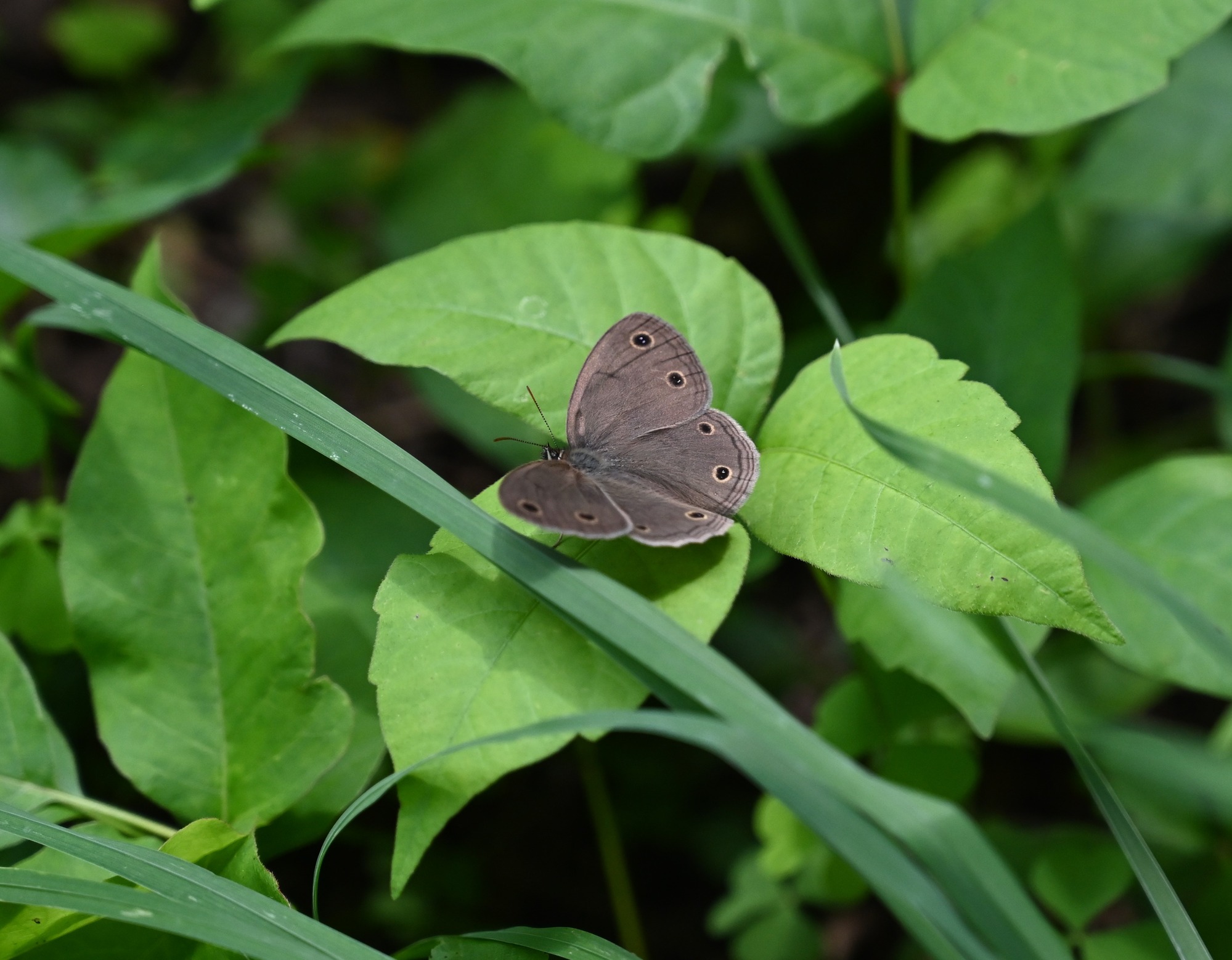 A brown butterfly with black spots resting on green leaves. 