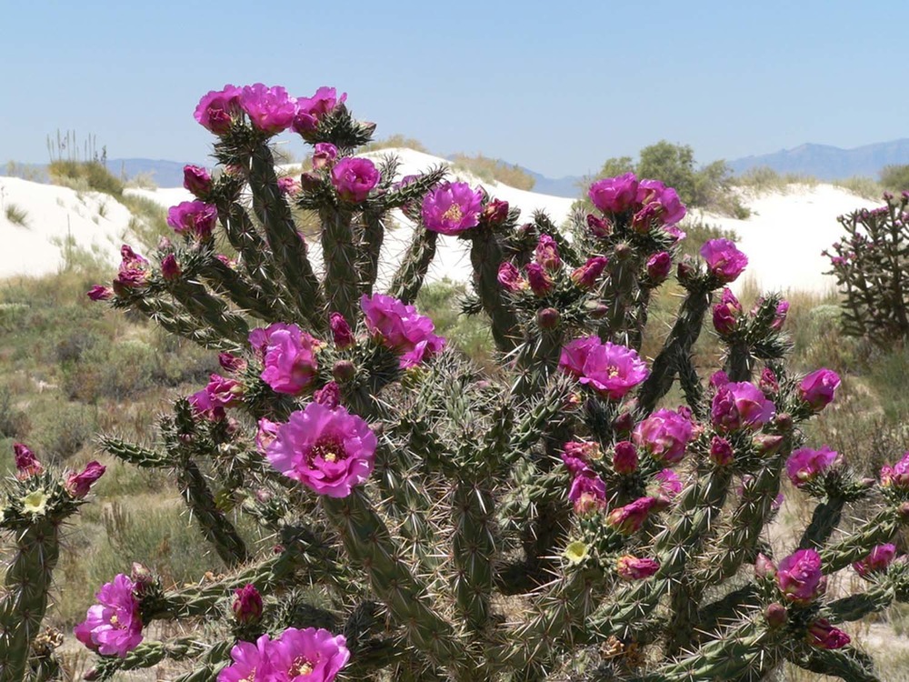 Several magenta flowers in bloom on the tips of a cane cholla.