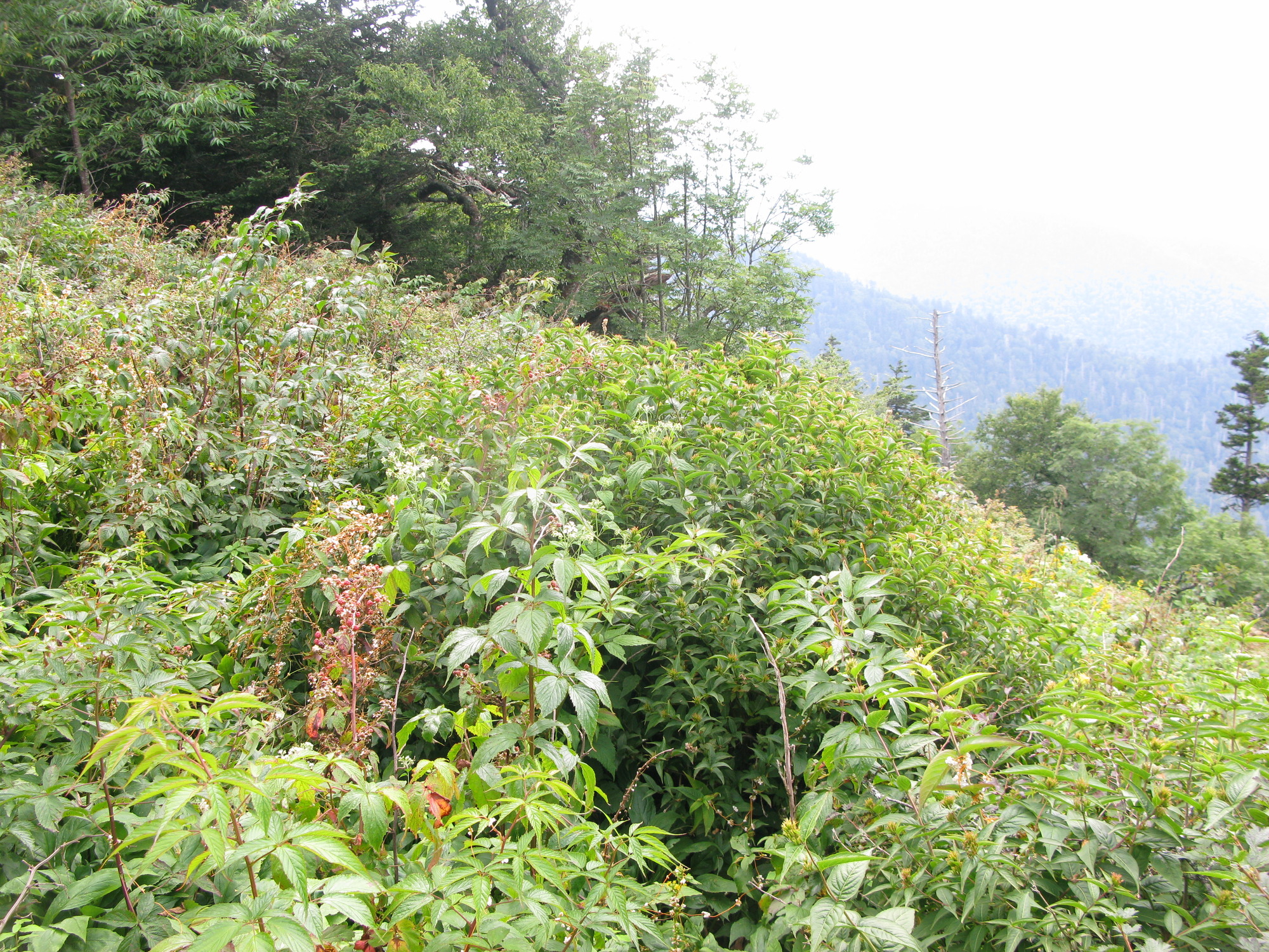 GRSM Accuracy Assessment. Plot Code: GRSM_AA_0747_5