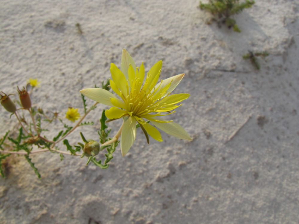 A large yellow desert mentzelia flower.
