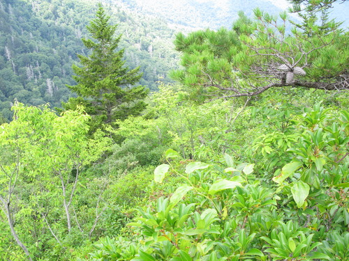 Plot Code: GRSM_AA_0473_5