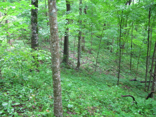 GRSM Accuracy Assessment. Plot Code: GRSM_AA_0817_5