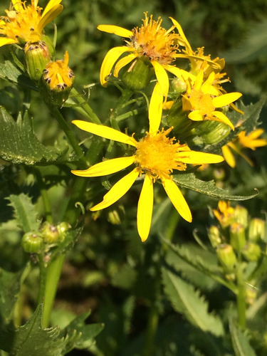 Arrowleaf Groundsel (Senecio triangularis var. triangularis)