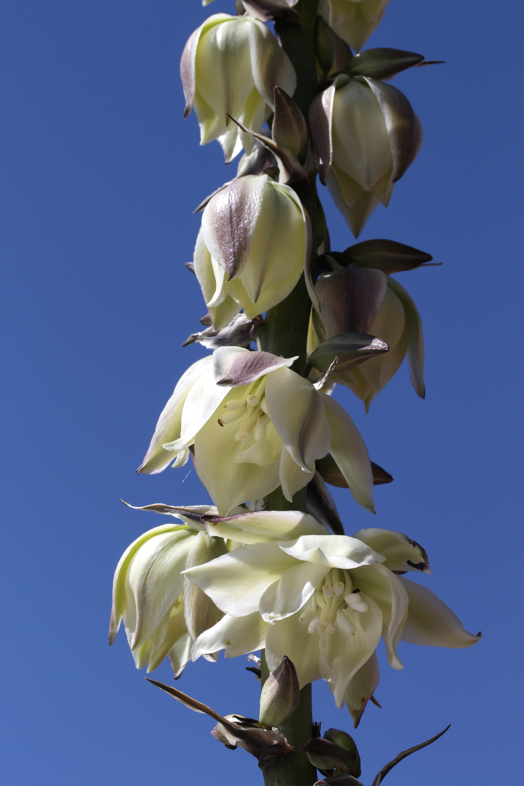 Yucca angustissima, Narrowleaved yucca