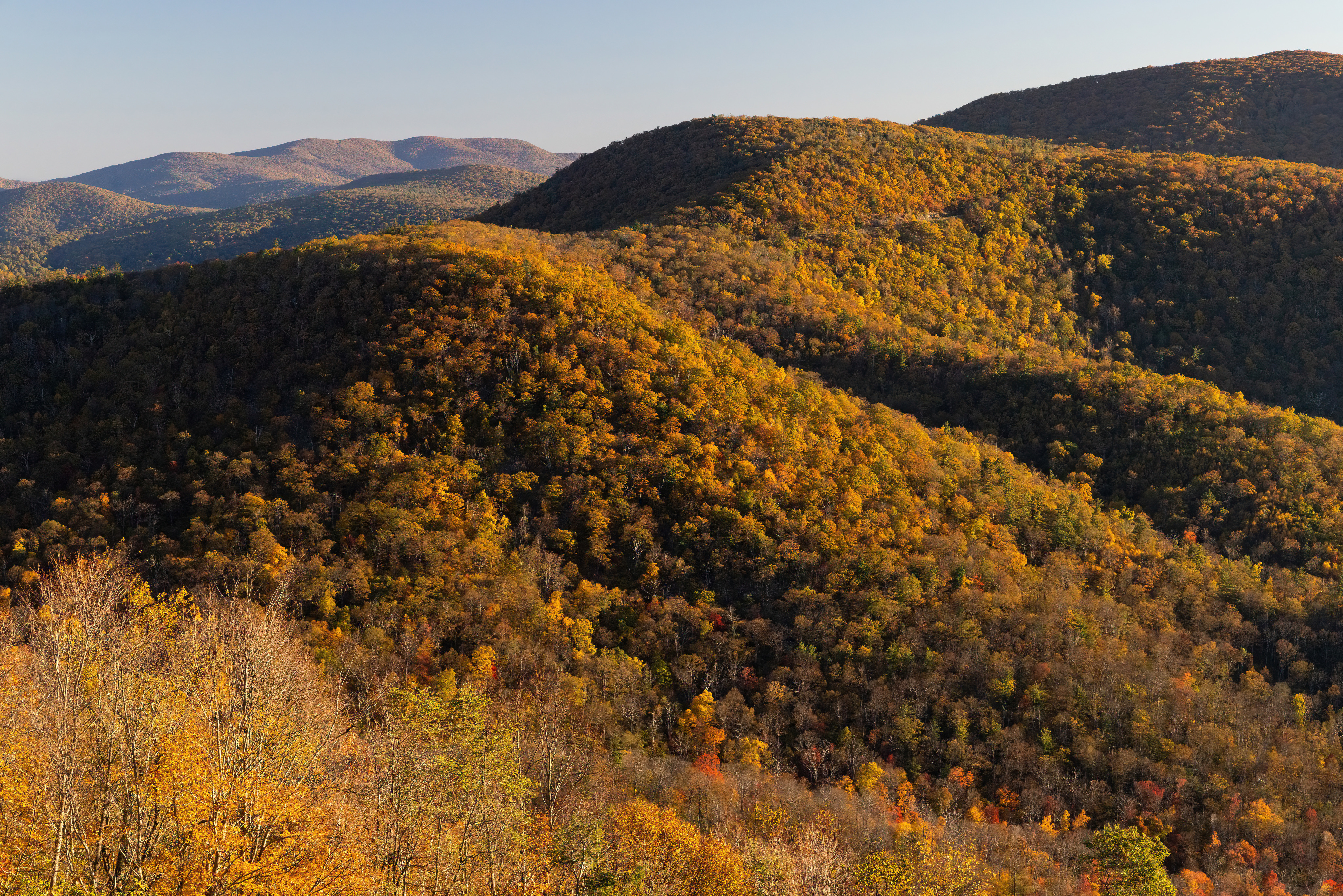 Rolling hills covered with golden fall color viewed from an overlook. 