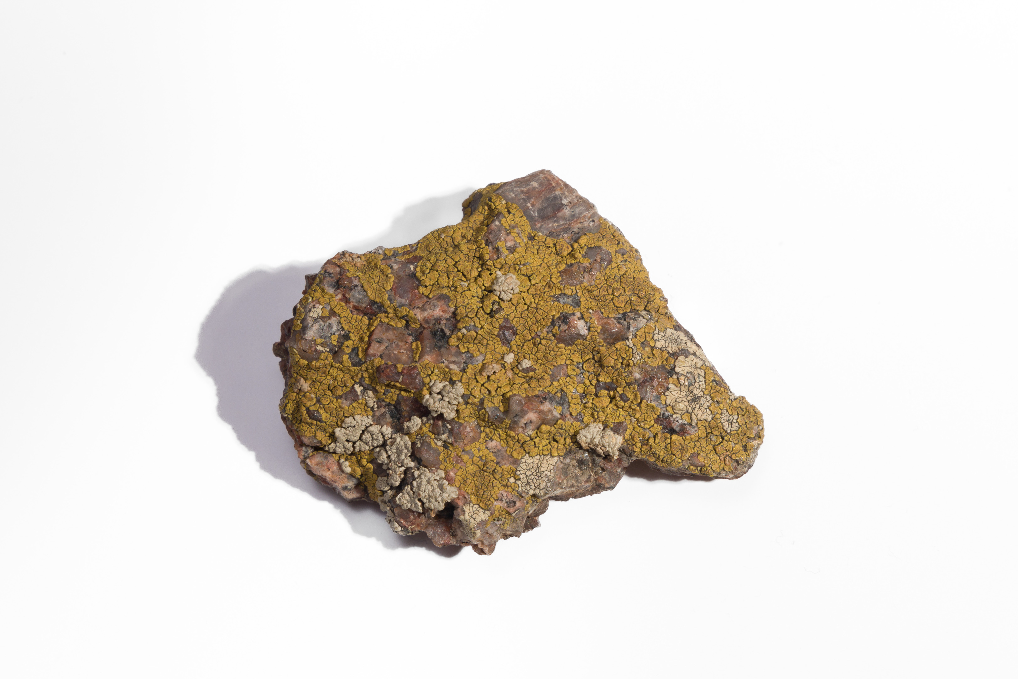 Small piece of reddish stone with yellow and white lichen on its surface