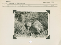 hfca_1607_iva_013_10_009_8619a_a. Mammals, Antelope [Pronghorn] -- Antelope [Pronghorn] fawn.. Locality: Oxbow Creek, Yellowstone National Park. Negative #: 8619. [The more specific date comes from the reverse of the envelope for this negative number]