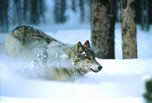 Wolves at Yellowstone National Park