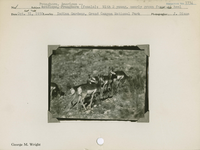 hfca_1607_iva_013_10_002_1734_a. Antelope [American Pronghorn] (female): With two young, nearly grown fawns at heel.. Locality: Indian Gardens, Grand Canyon National Park. Negative #: 1734