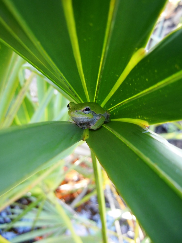 A squirrel tree frog (Hyla squirella) at Fort Pulaski National Monument