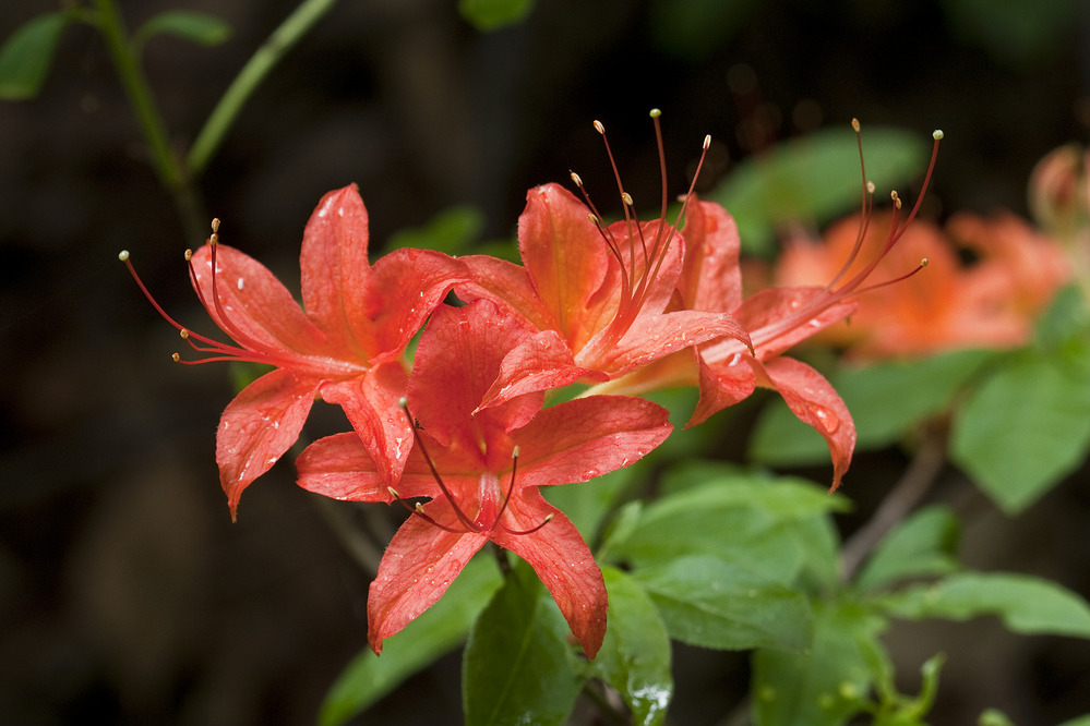 flame azalea bloom