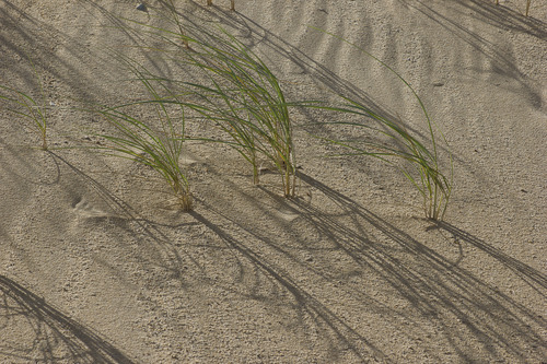 The long, slender blades of beach grass float in the breeze, their tips bending over and creating an impression in the sand.