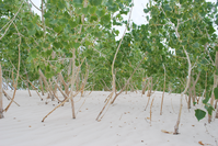 Rio Grande cottonwood branches with green leaves poke up through the dunes.