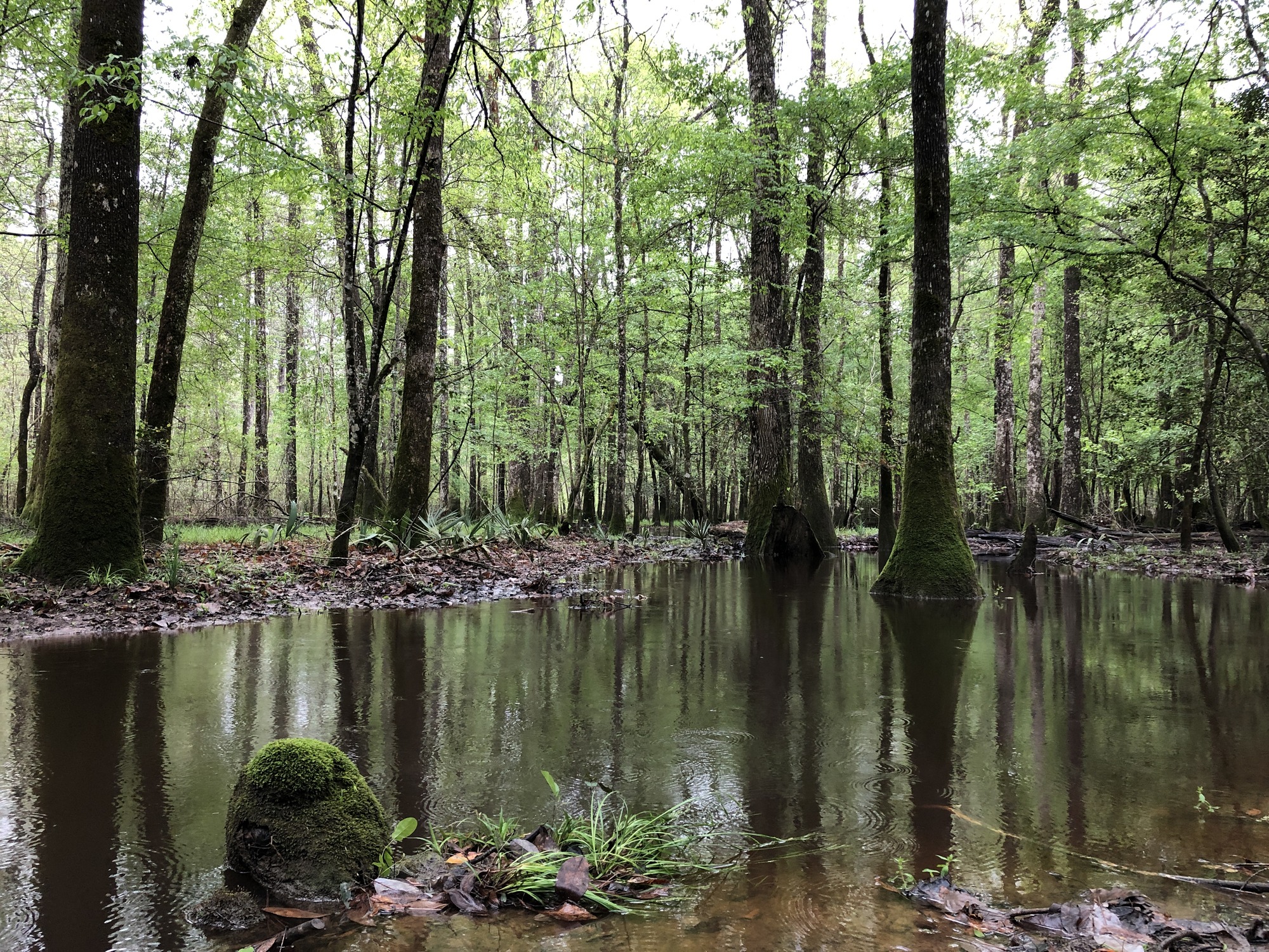 A small, shallow body of water reflecting the greenery around it, including tall trees and shrubs.