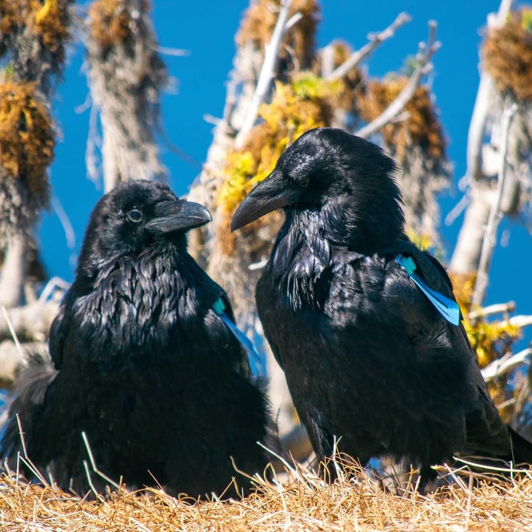 pair of large shiny black ravens looking at eachother, with blue wildlife tags under wings and yellow sunflower trees in the background
