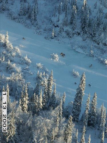 Wolf radio tracking, Denali, 2003/2003