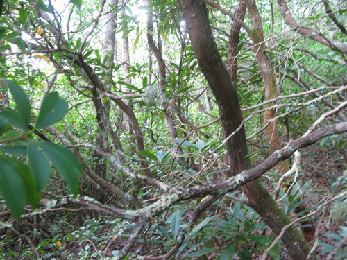 GRSM Accuracy Assessment. Plot Code: GRSM_AA_0631_5