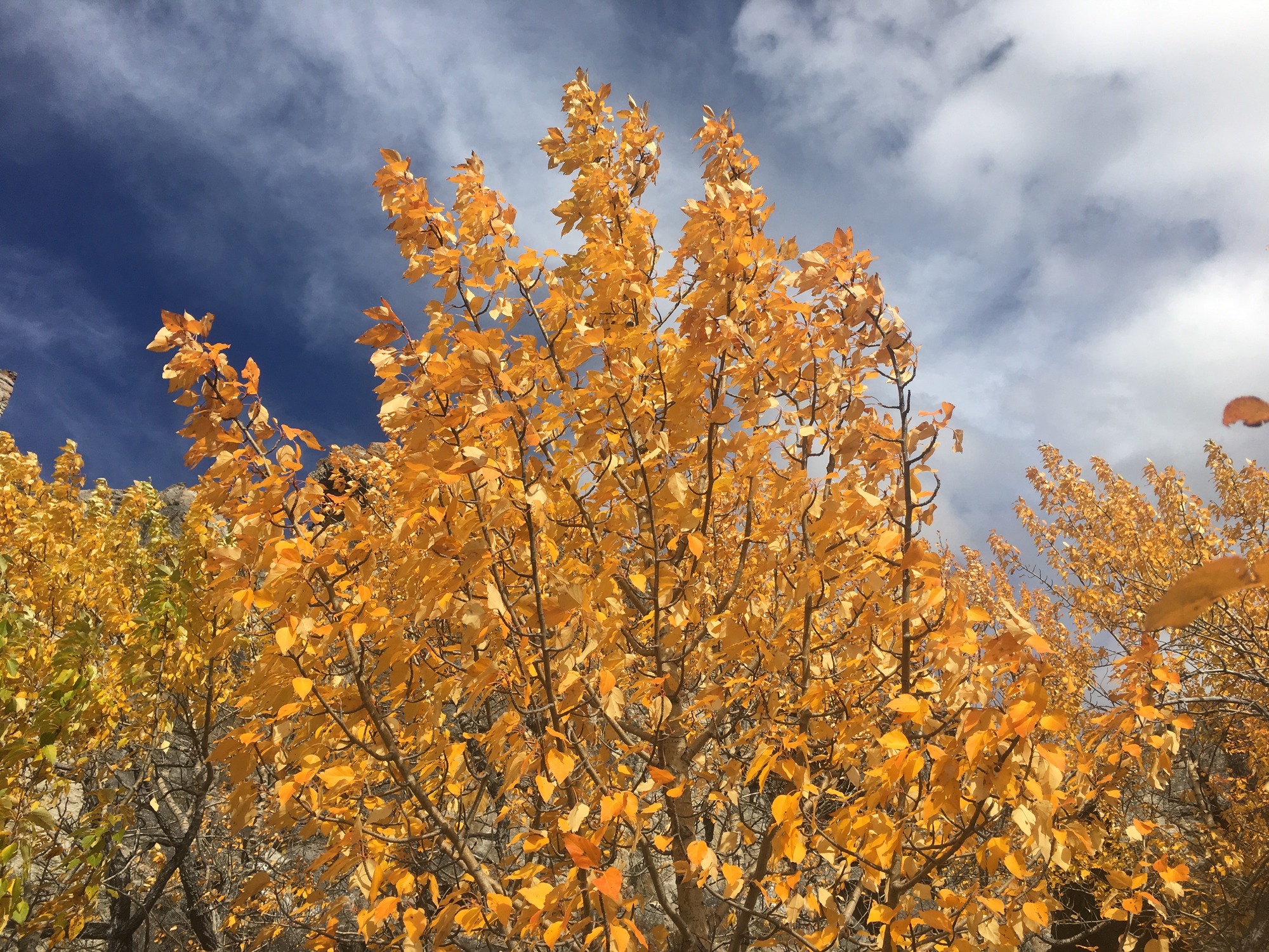 trees with yellow leaves
