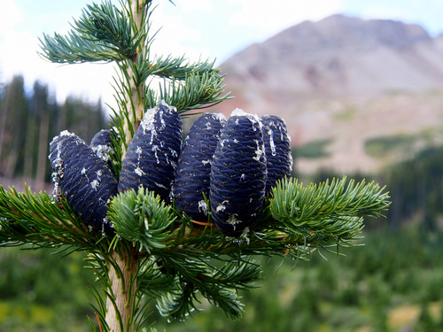 Large, dark cones cluster on a fir tree
