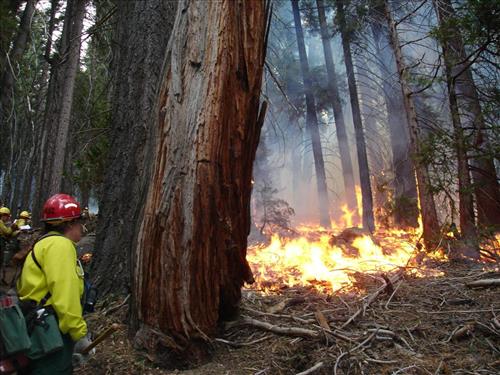 Drip torch ignition on Highbridge Prescribed Burn, Sequoia and Kings Canyon National Parks, October 2005