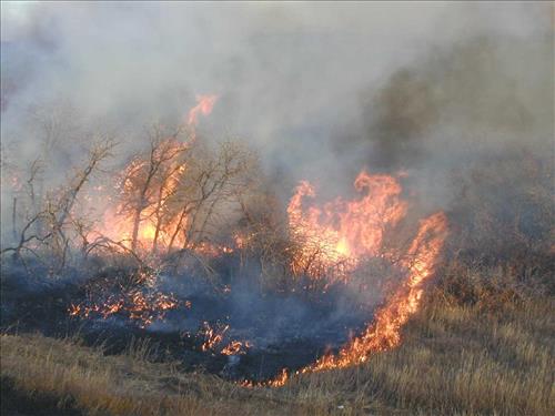 High intensity flames in dense brush during Far View prescribed fire, November 2001