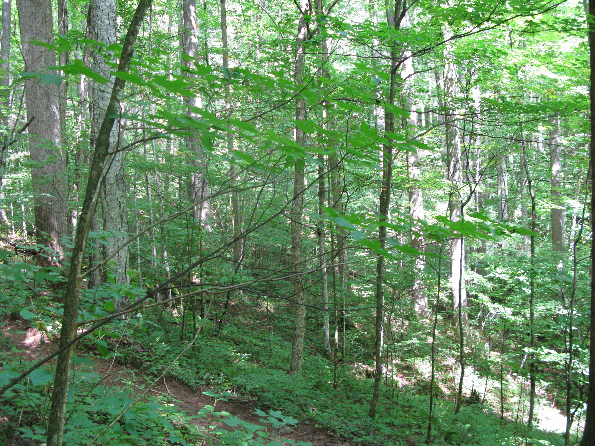 GRSM Accuracy Assessment. Plot Code: GRSM_AA_0205_2