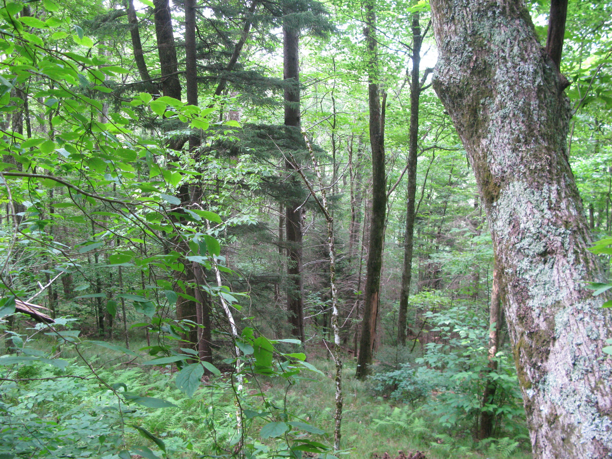 GRSM Accuracy Assessment. Plot Code: GRSM_AA_0019_4