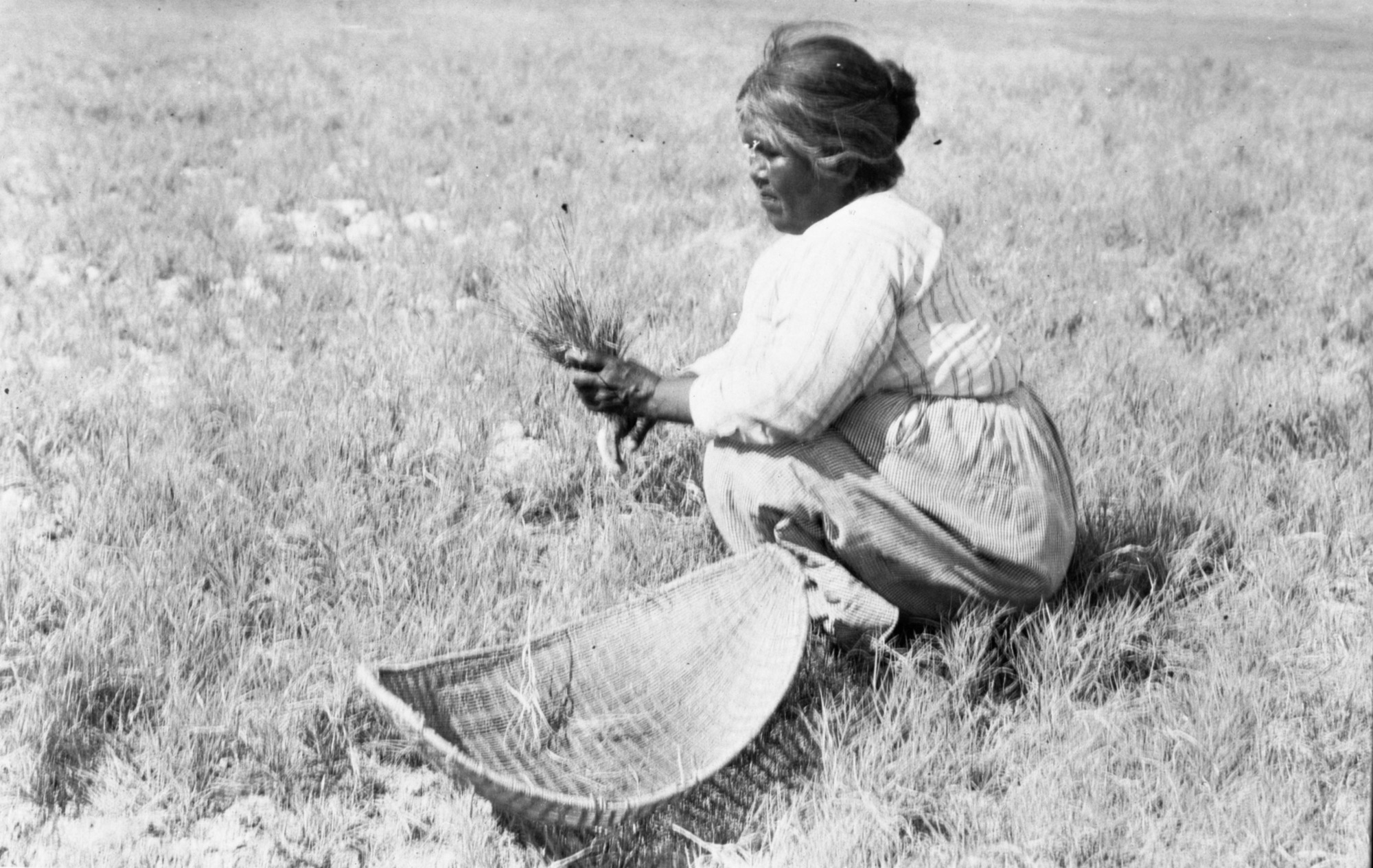 Copy Neg: April 2001, L. Radanovich. Collecting salt grass. Copied from the Frank Latta photo colleciton in the Yosemite Museum, (Box 7, Native Americans file). See also RL-19,409.