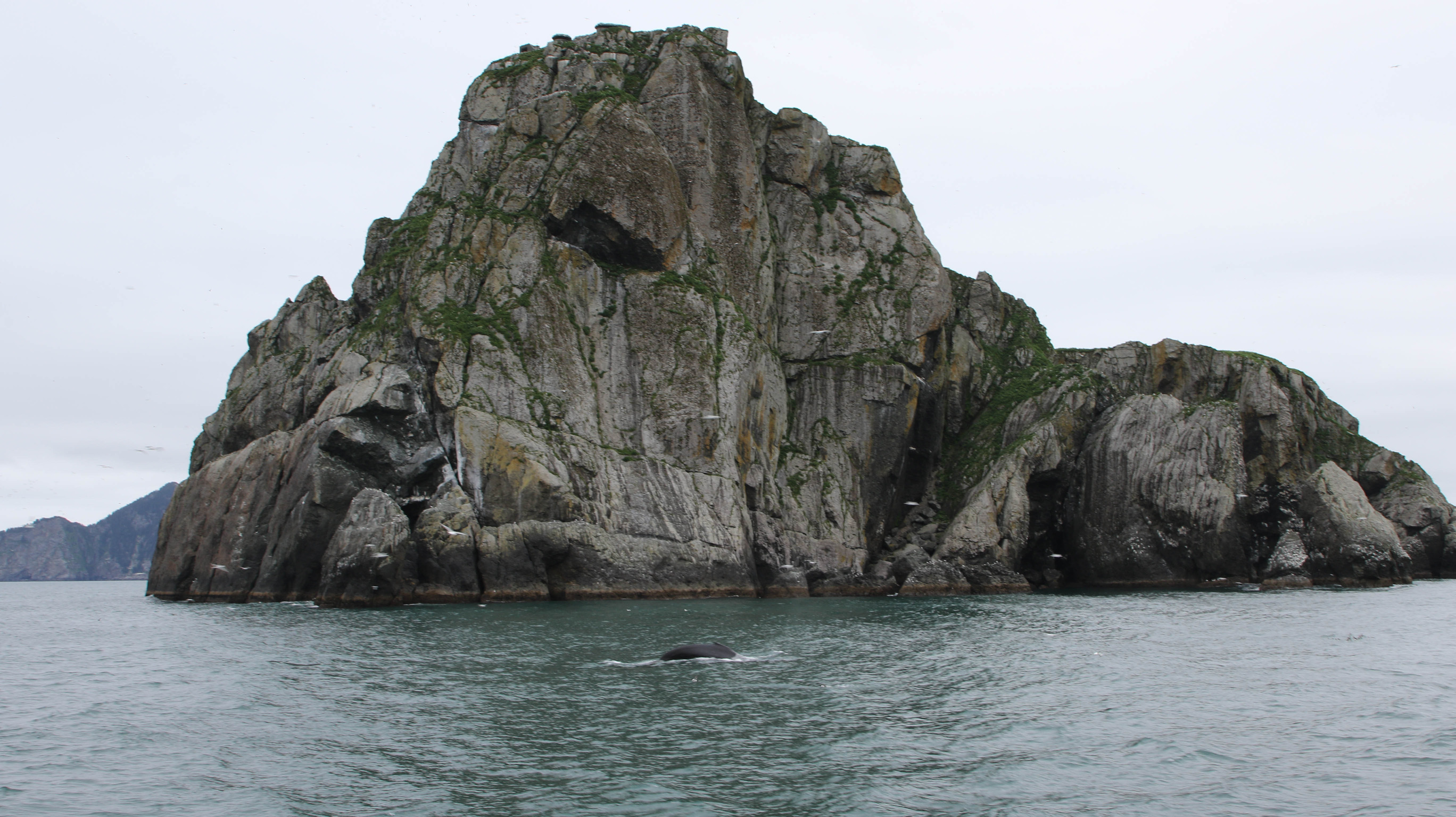 Back of a whale surfacing in front of a tall, rocky island 