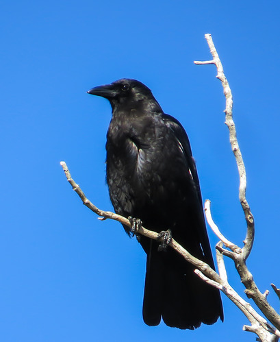 An American Crow looking to the left perched on a dead tree branch in front of a clear blue sky.  The crow's feathers, eyes, beak and feet are all black.