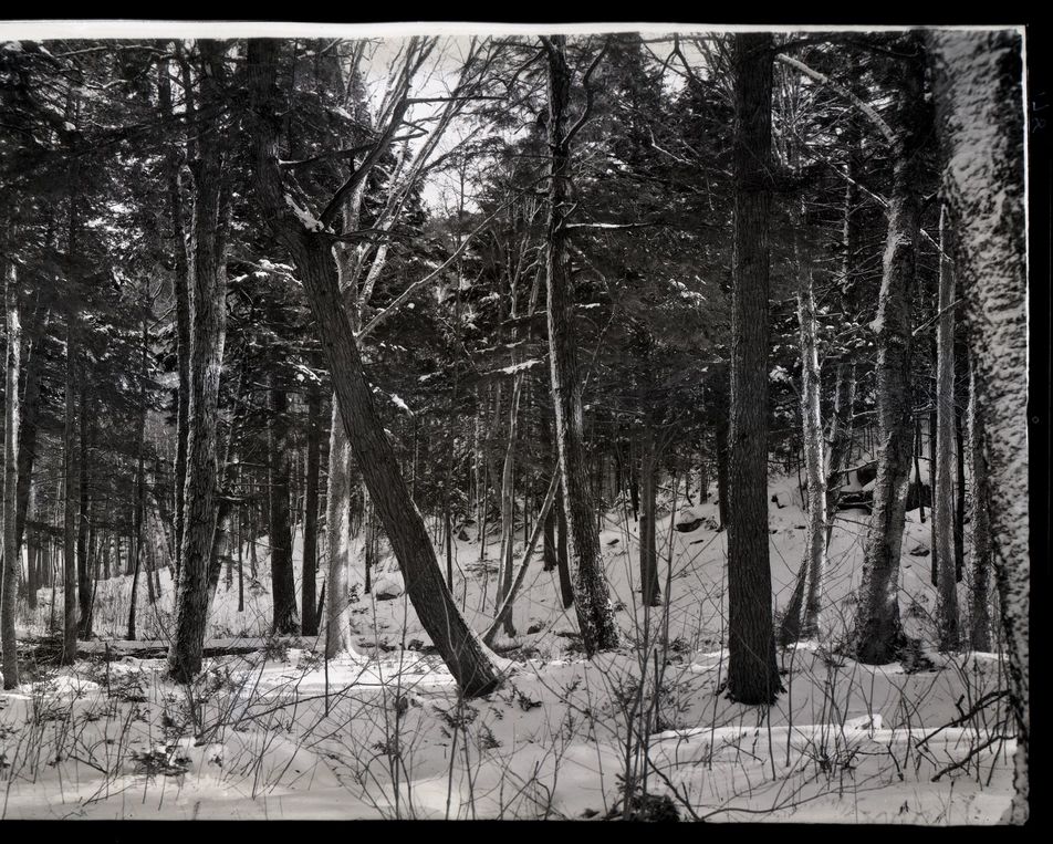 Dorr Woods in Winter