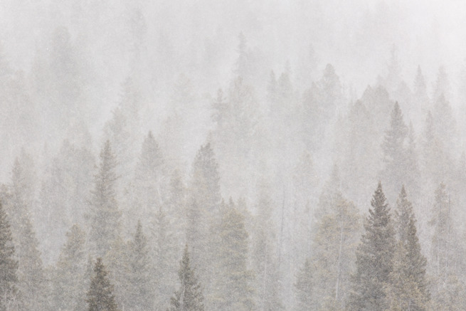 The tops of conifers can be seen through a heavy snowfall.