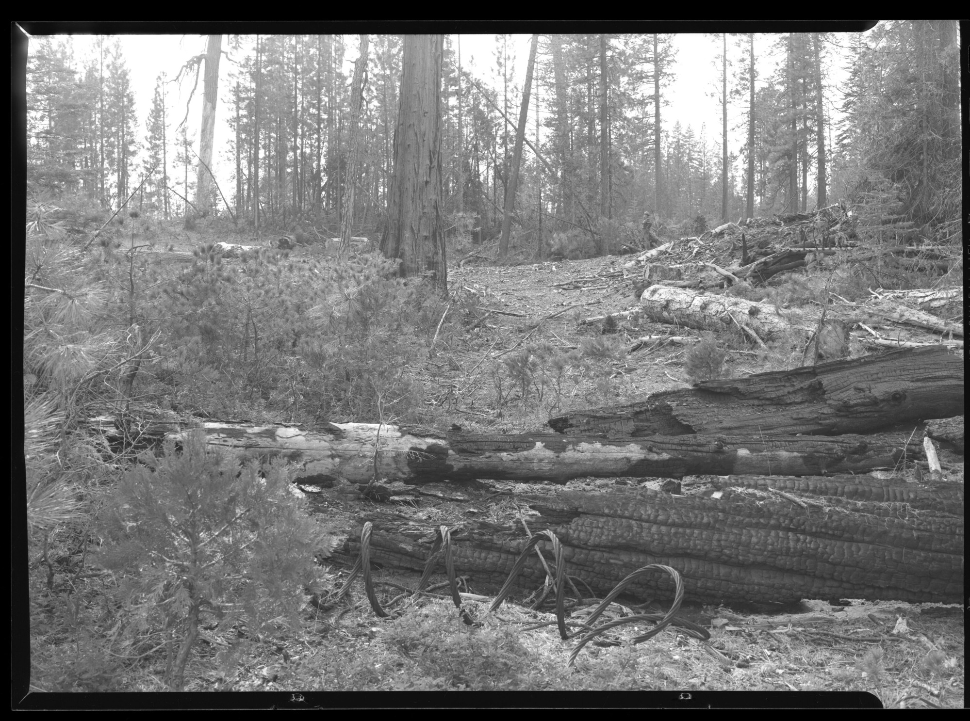 Ackerson Meadows debris