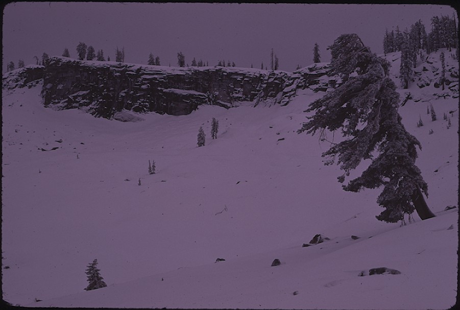 Western white pine, Horse Ridge