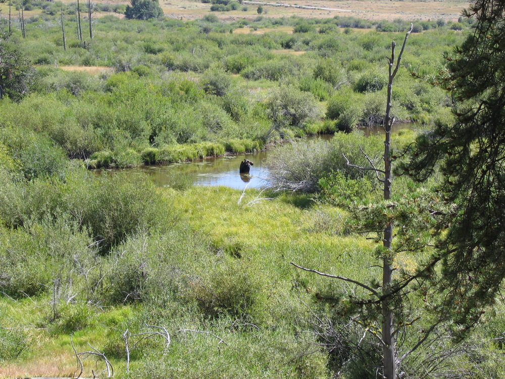 Part of a moose is visible in a river, surrounded by low green vegetation of the river bottom.
