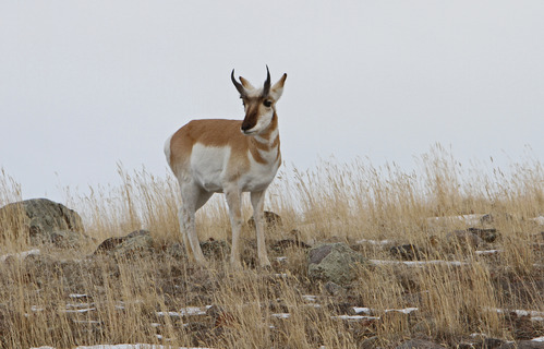 Pronghorn buck standing in grasses on top of slight hill.