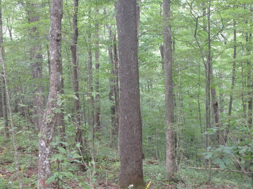 GRSM Accuracy Assessment. Plot Code: GRSM_AA_0261_6