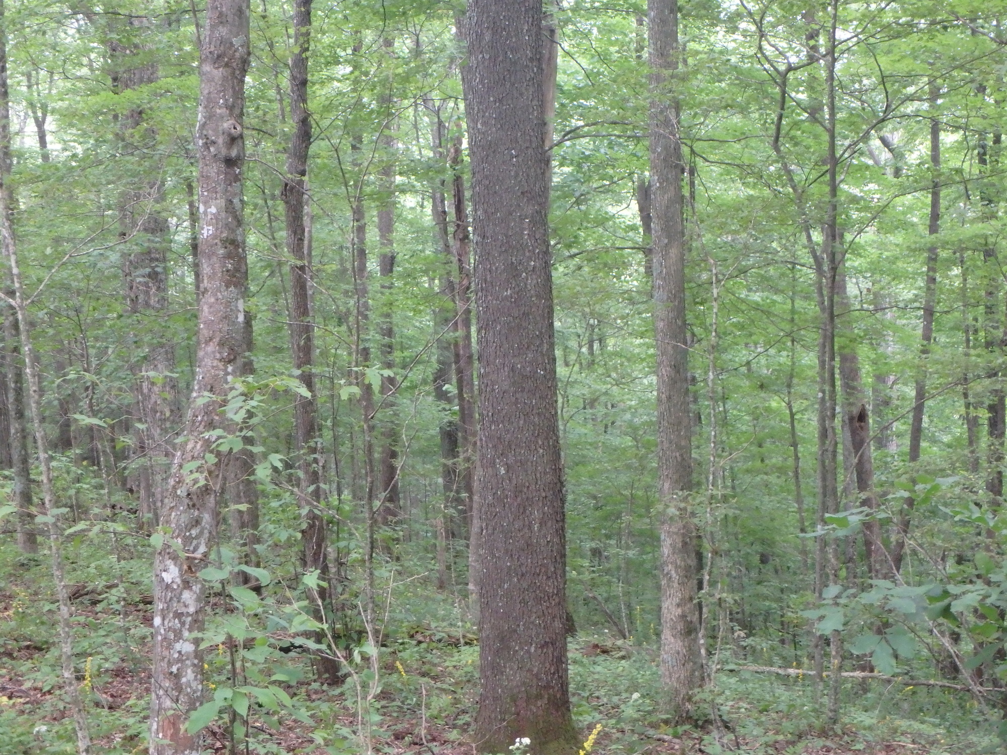 GRSM Accuracy Assessment. Plot Code: GRSM_AA_0261_6