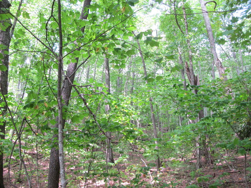 GRSM Accuracy Assessment. Plot Code: GRSM_AA_0783_6