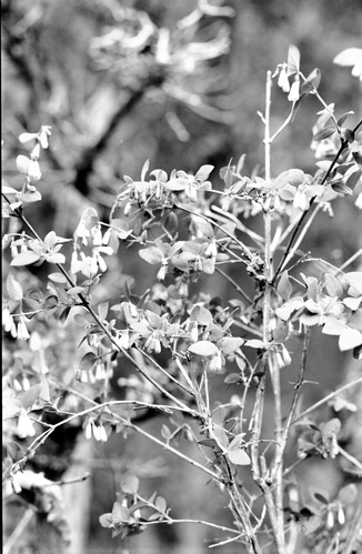 Leaves and flowers on branch of Symphoricarpus utahensis, snowberry.