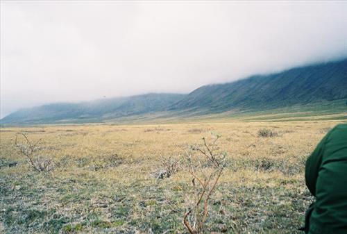 4 Gates of the Arctic National Park and Preserve Itkillik Bird Survey June 2006