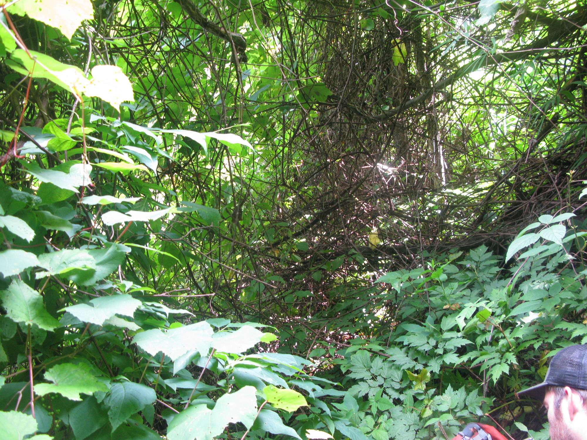 GRSM Accuracy Assessment. Plot Code: GRSM_AA_0829_4