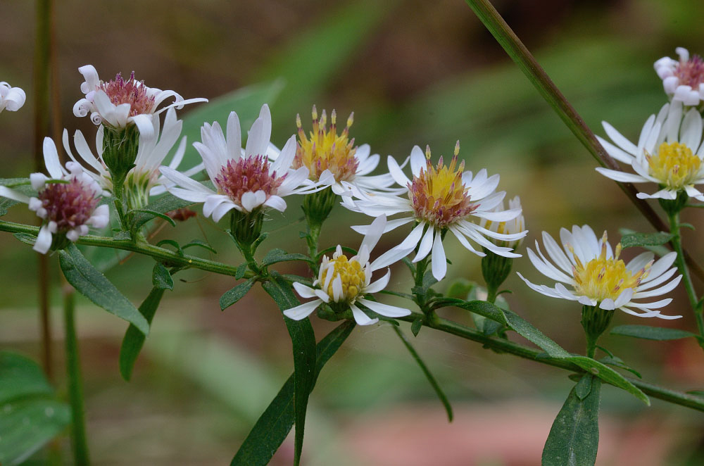 Calico aster