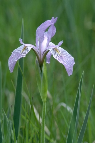 Wild Iris