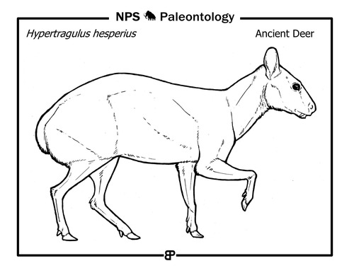 line drawing of a small deer-like animal